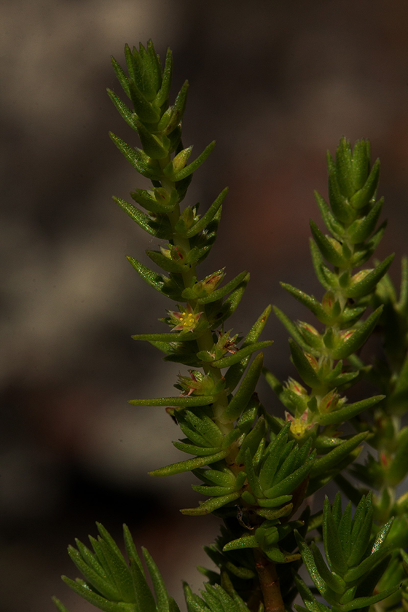Crassula lanceolata subsp. denticulata