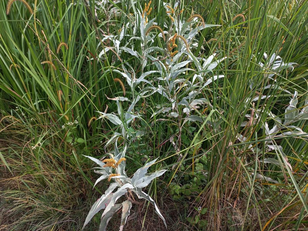 Persicaria senegalensis f. albotomentosa