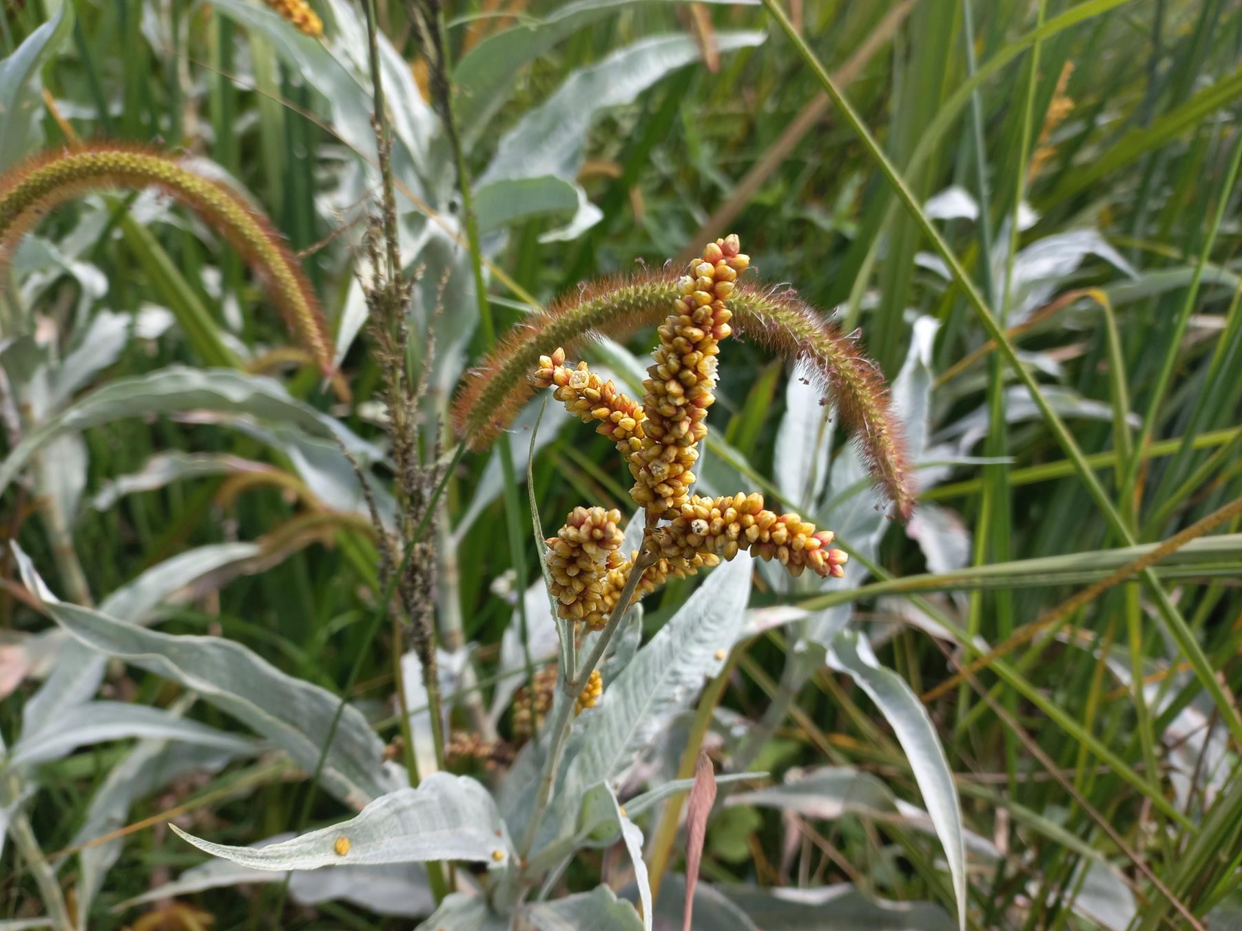 Persicaria senegalensis f. albotomentosa