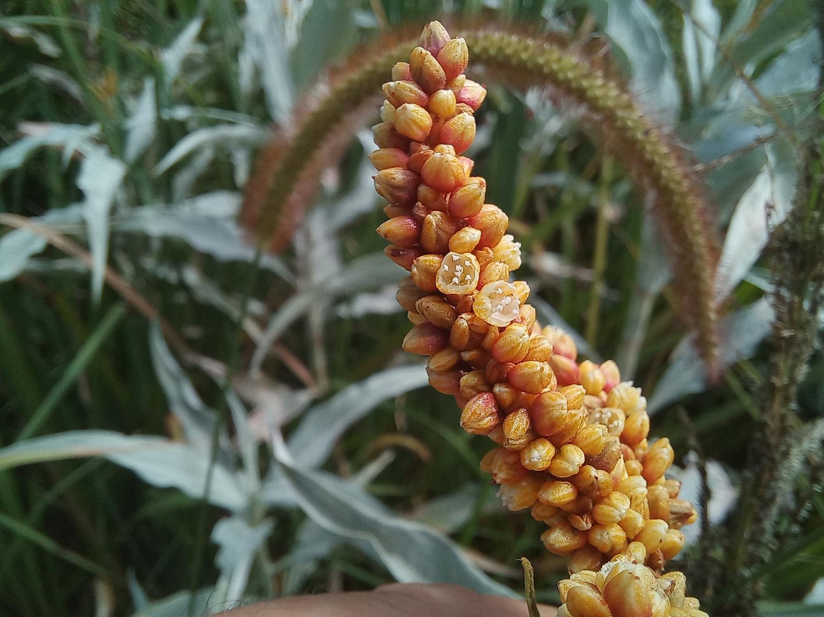 Persicaria senegalensis f. albotomentosa