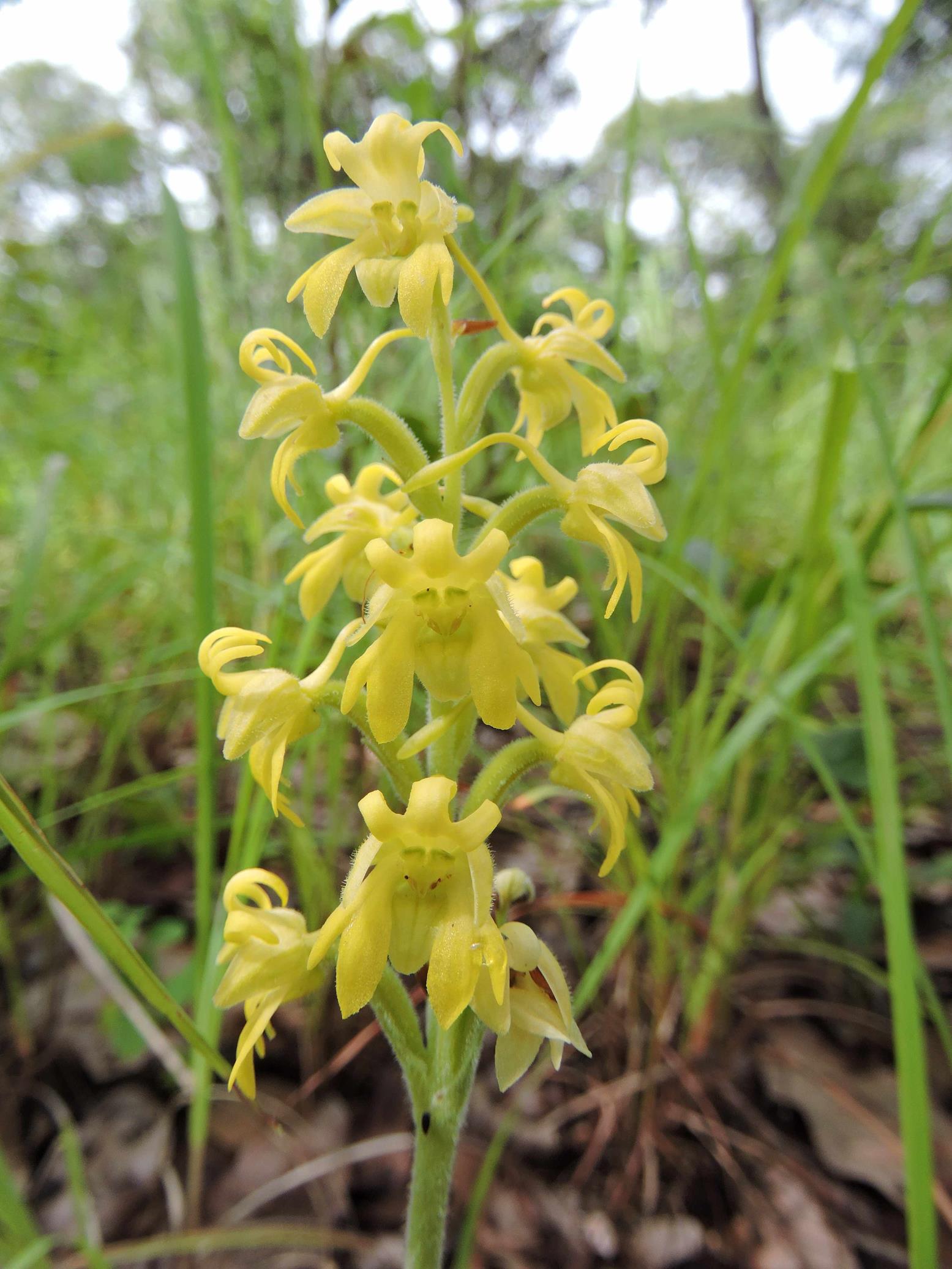 Habenaria villosa