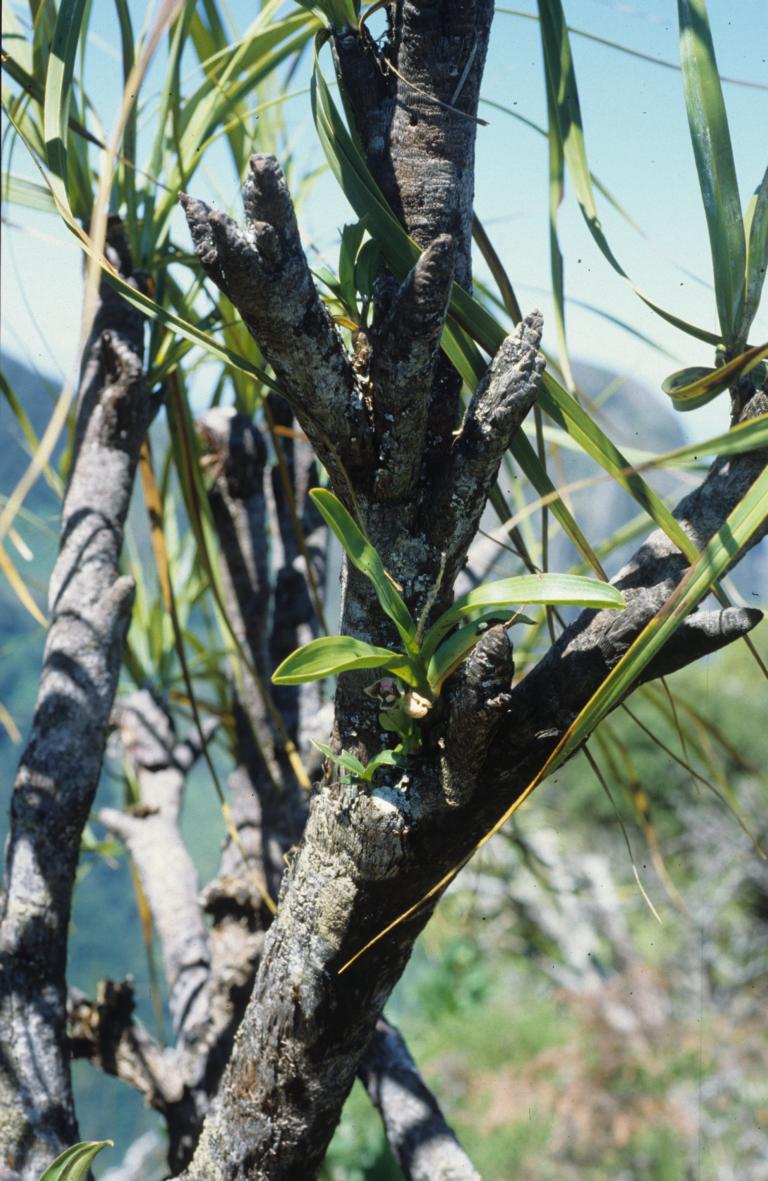 Polystachya johnstonii var. johnstonii