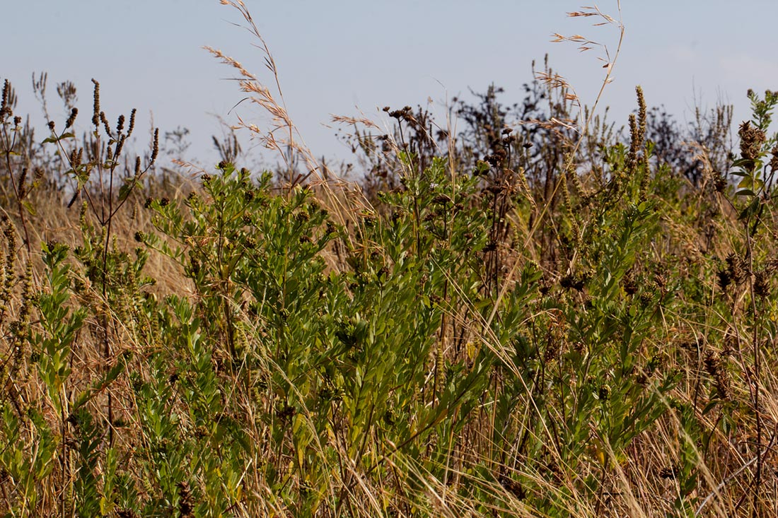 Otholobium foliosum subsp. foliosum