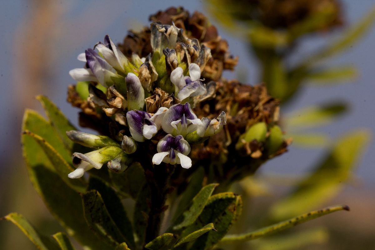 Otholobium foliosum subsp. foliosum