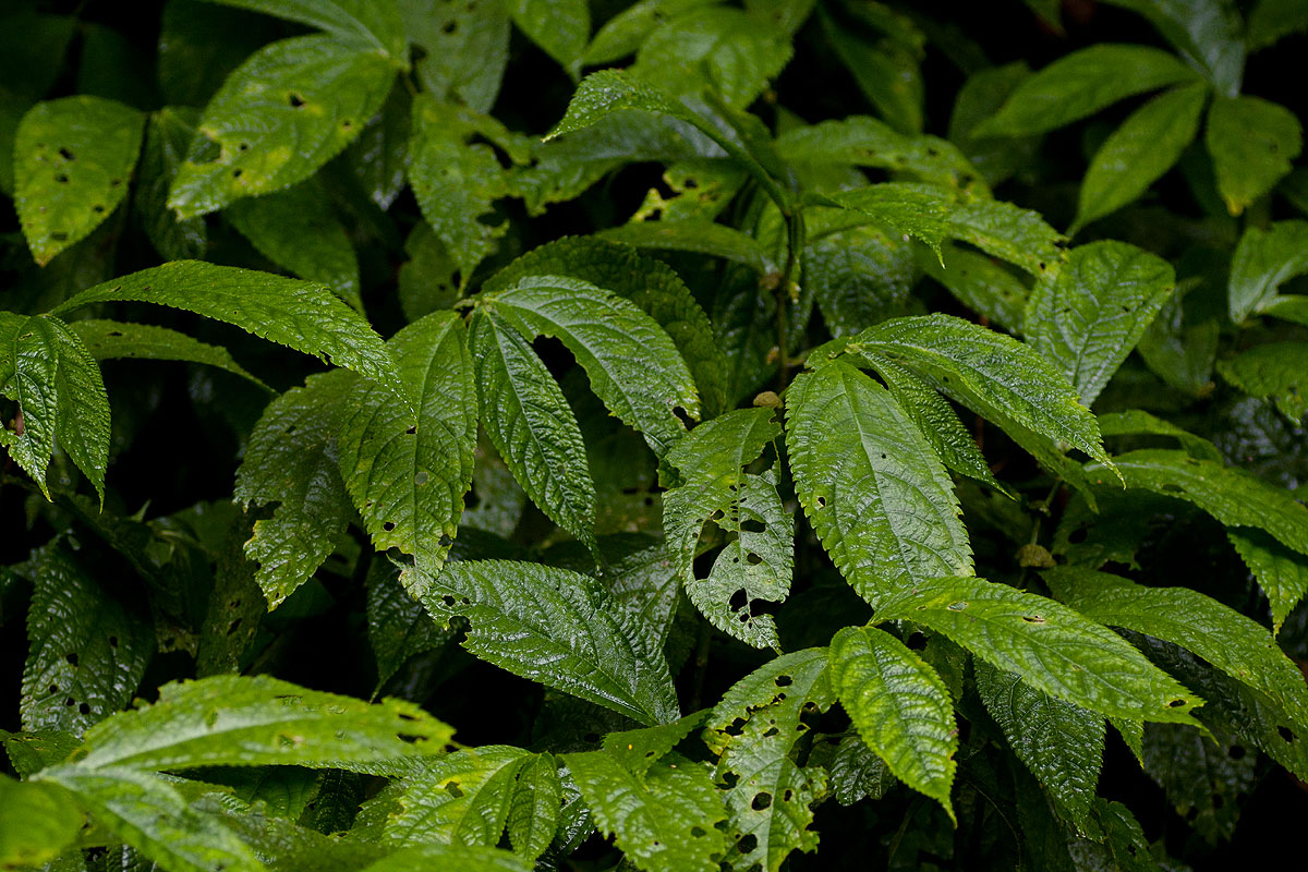 Elatostema welwitschii