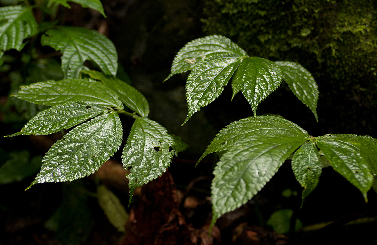 Elatostema welwitschii