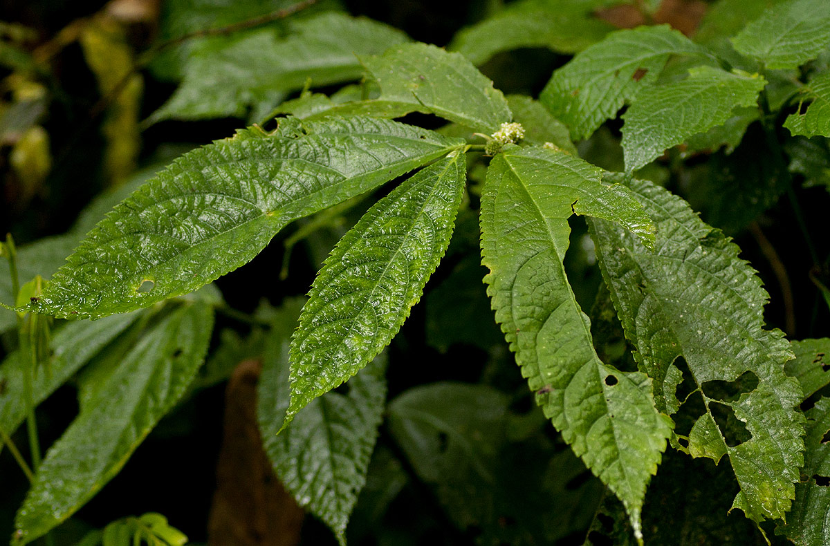 Elatostema welwitschii