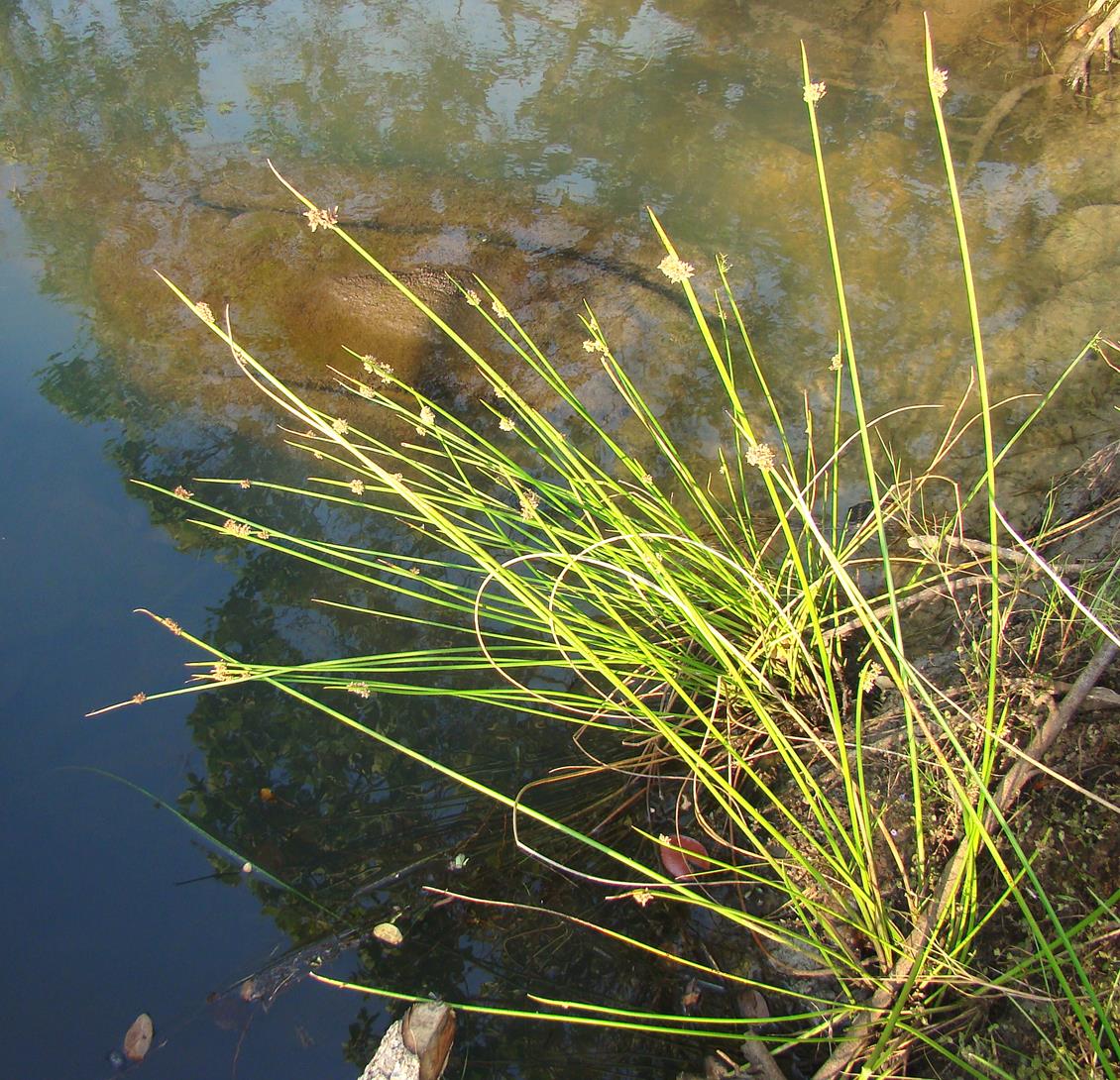 Schoenoplectus confusus var. rogersii