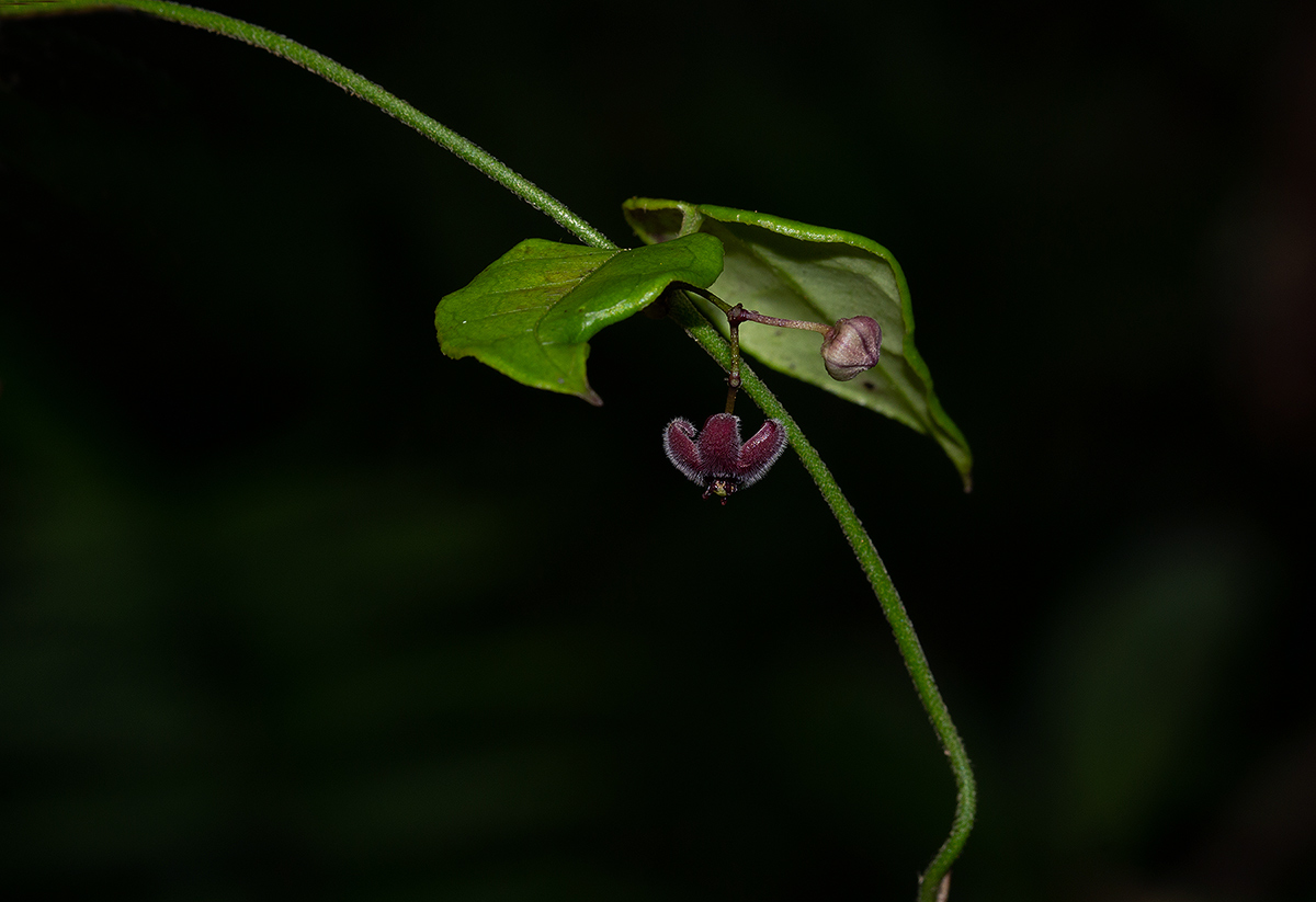 Vincetoxicum iringensis