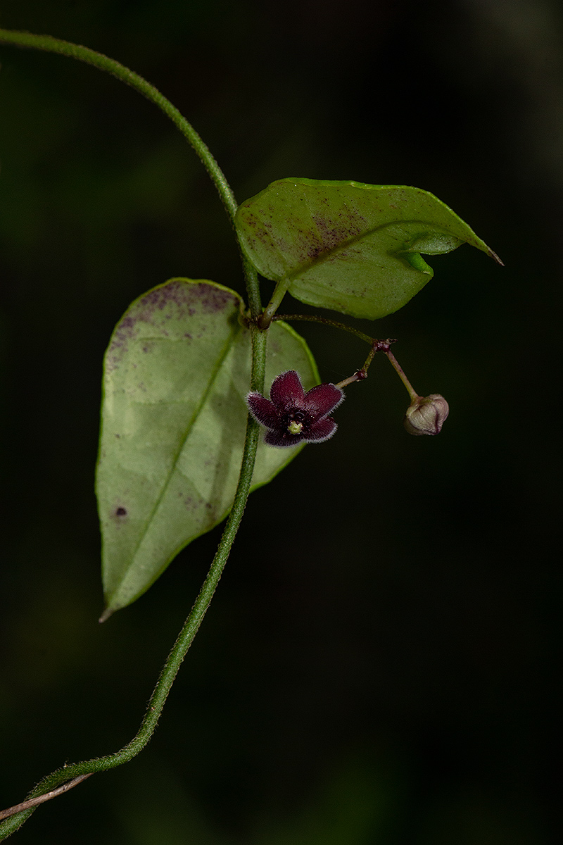 Vincetoxicum iringensis