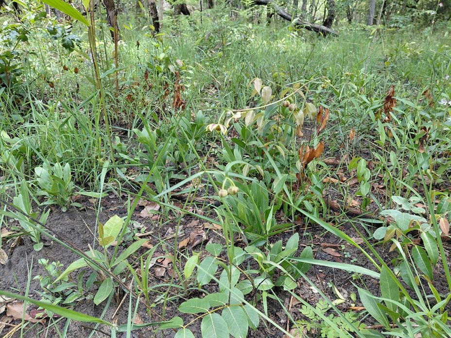 Glossostelma lisianthoides Glossostelma lisianthoides