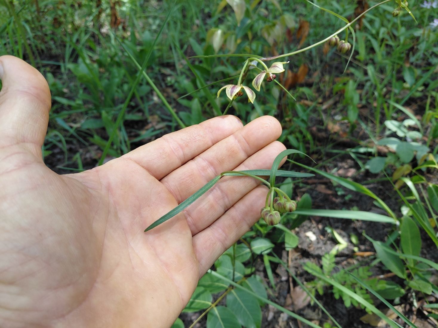 Glossostelma lisianthoides Glossostelma lisianthoides