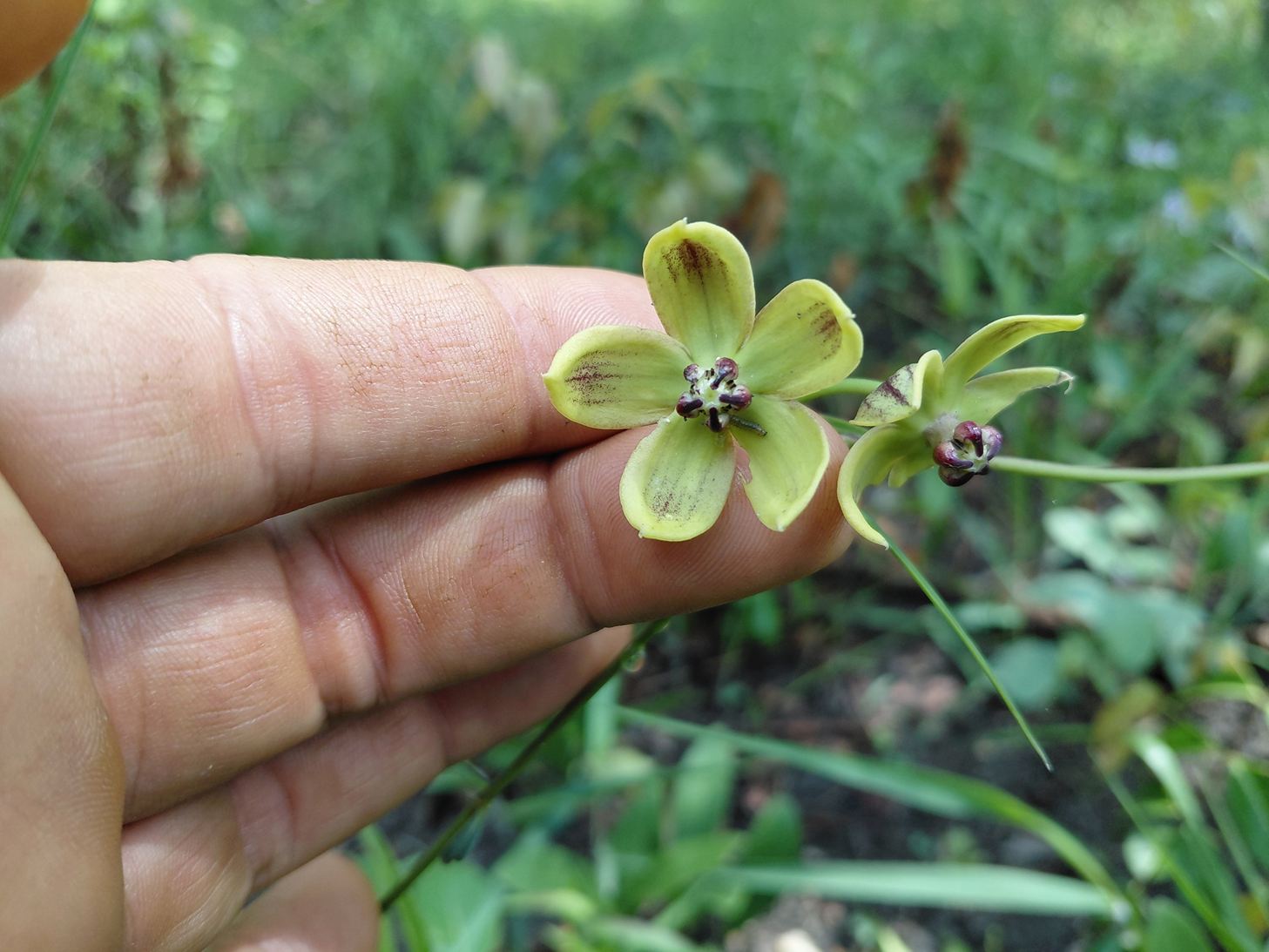 Glossostelma lisianthoides Glossostelma lisianthoides