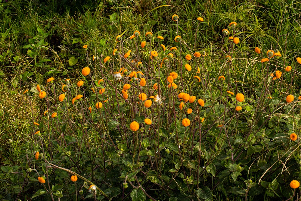 Crassocephalum vitellinum Crassocephalum vitellinum