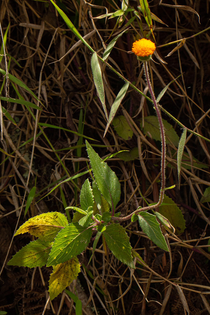 Crassocephalum vitellinum Crassocephalum vitellinum