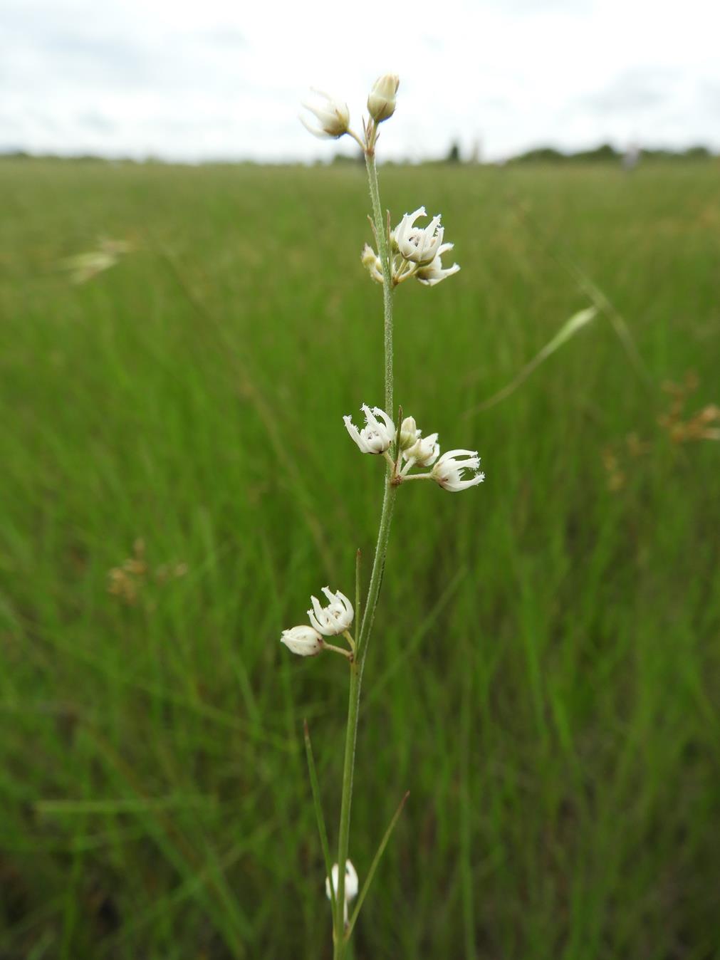 Aspidoglossum masaicum