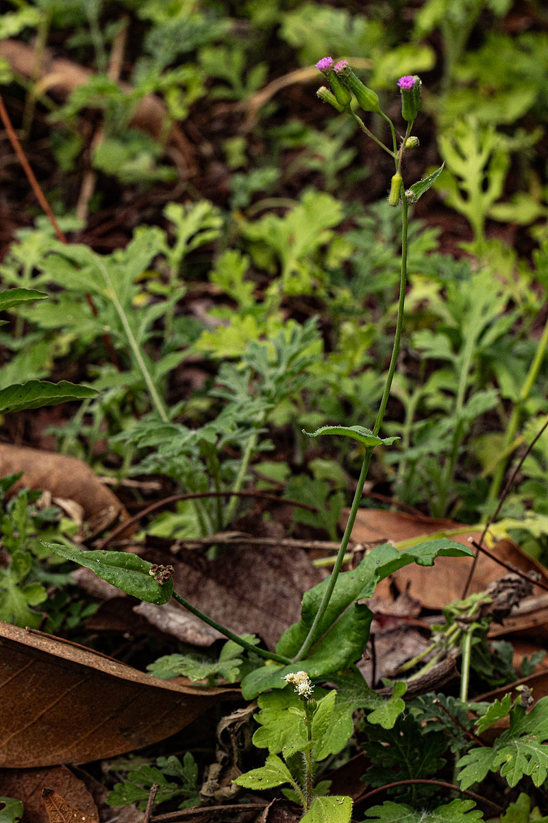 Emilia sonchifolia Emilia sonchifolia