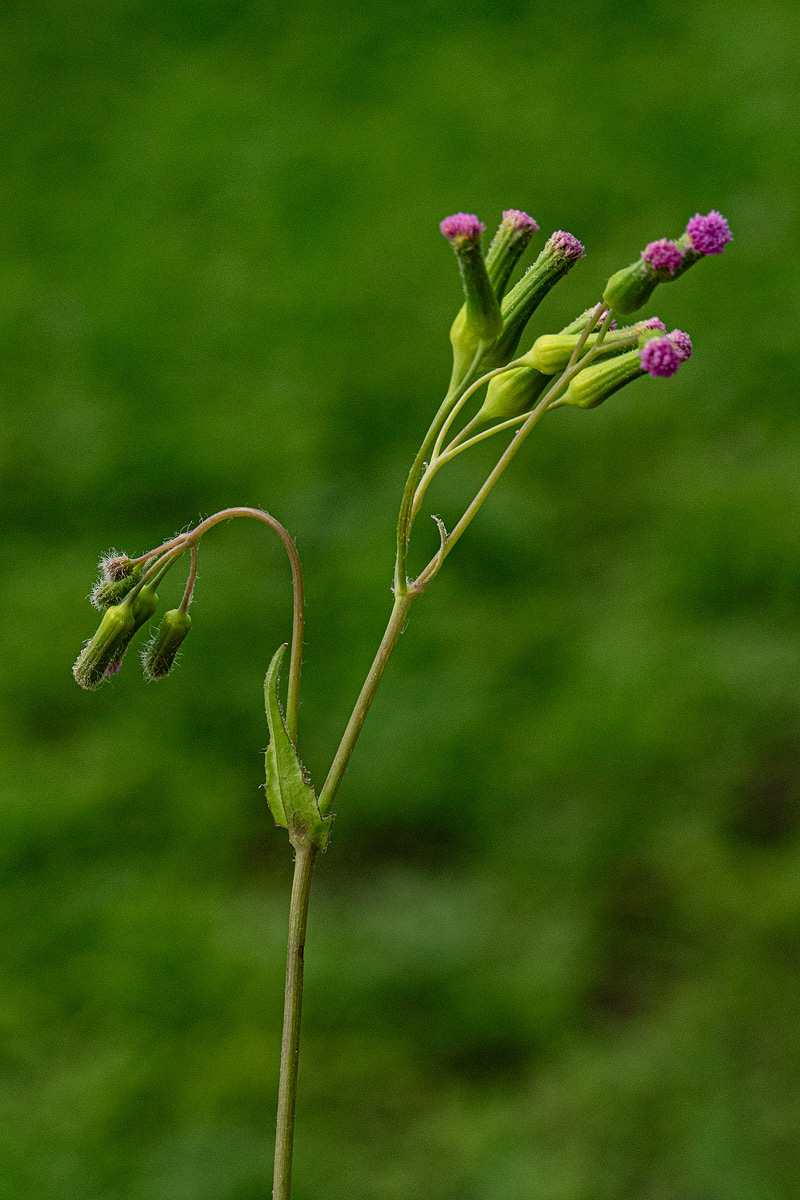 Emilia sonchifolia Emilia sonchifolia