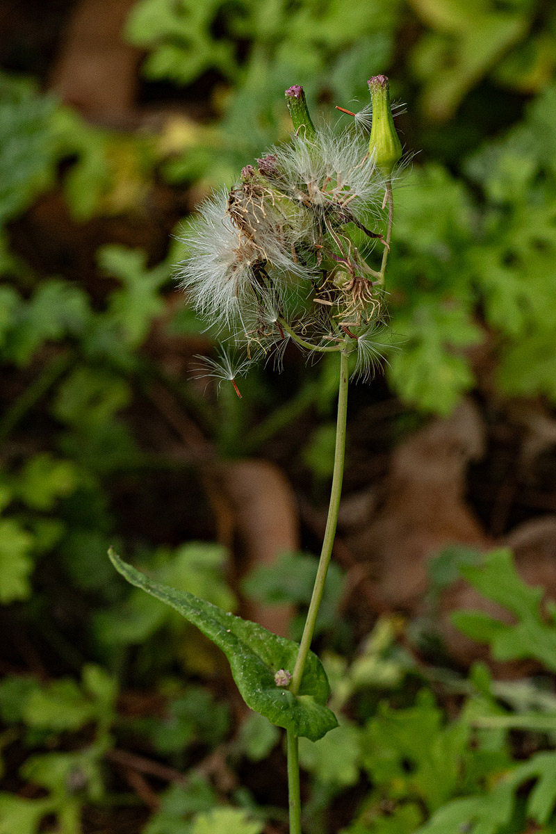 Emilia sonchifolia Emilia sonchifolia