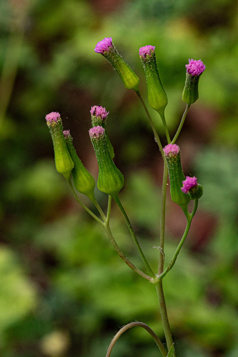 Emilia sonchifolia Emilia sonchifolia