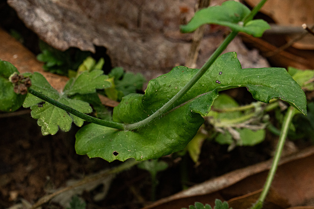 Emilia sonchifolia Emilia sonchifolia