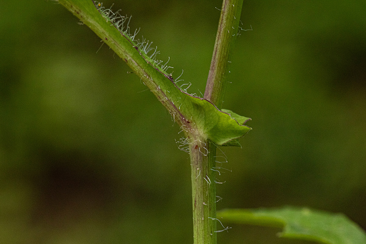 Emilia sonchifolia Emilia sonchifolia