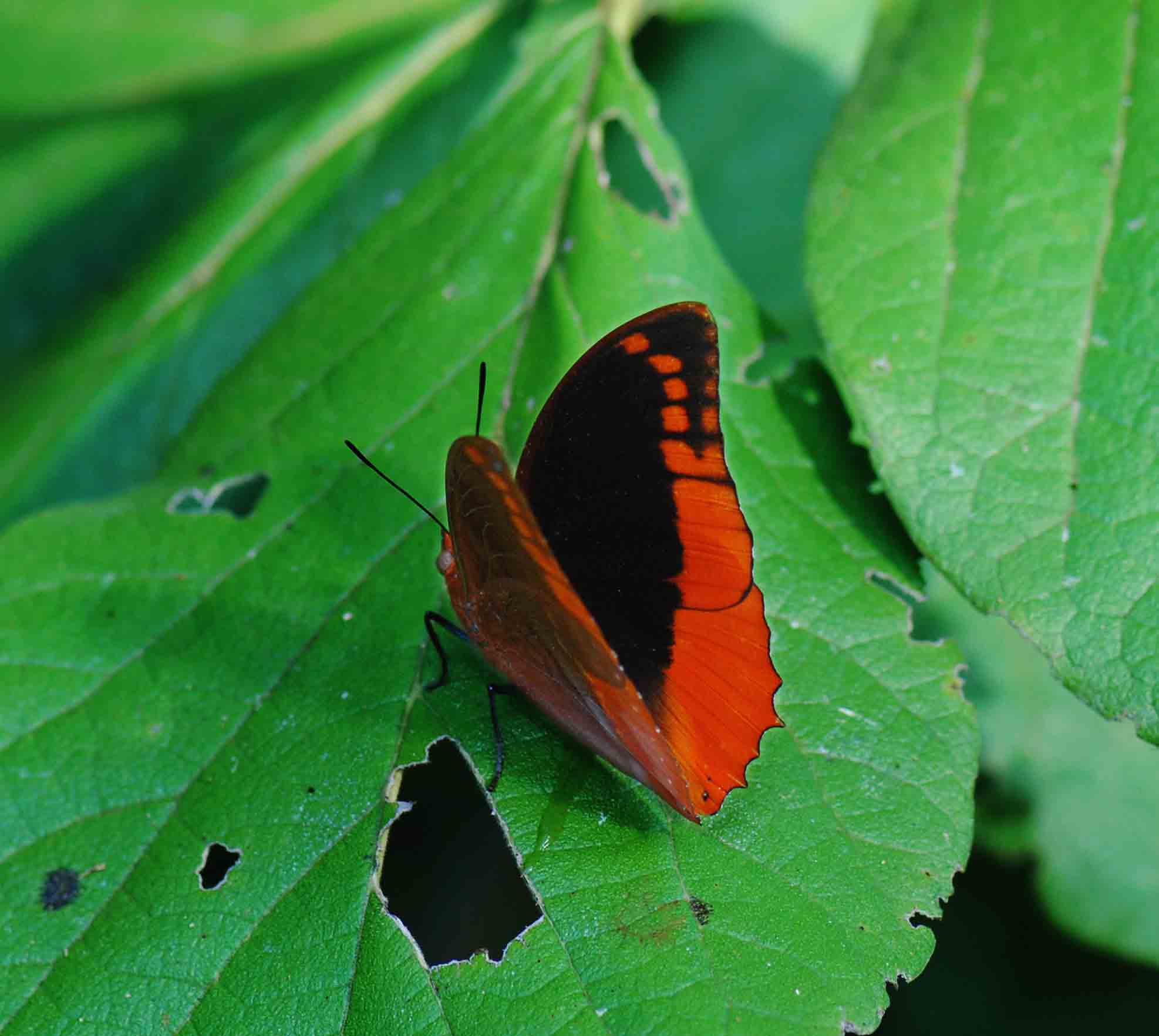 Charaxes protoclea