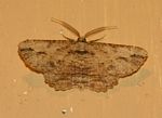 Menophra obtusata