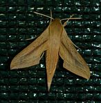 Hippotion balsaminae