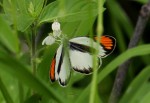 Colotis pallene