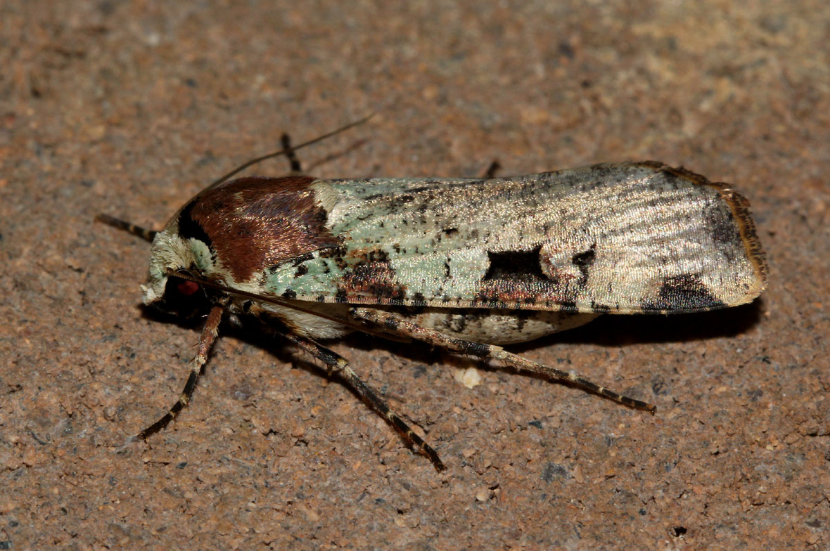 Mentaxya  ignicollis