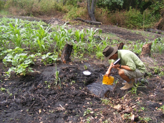 The water is clear and stained brown by tannin secreted by the vegetation. Such ‘black water’ is sterile, almost devoid of nutrients and animal life.