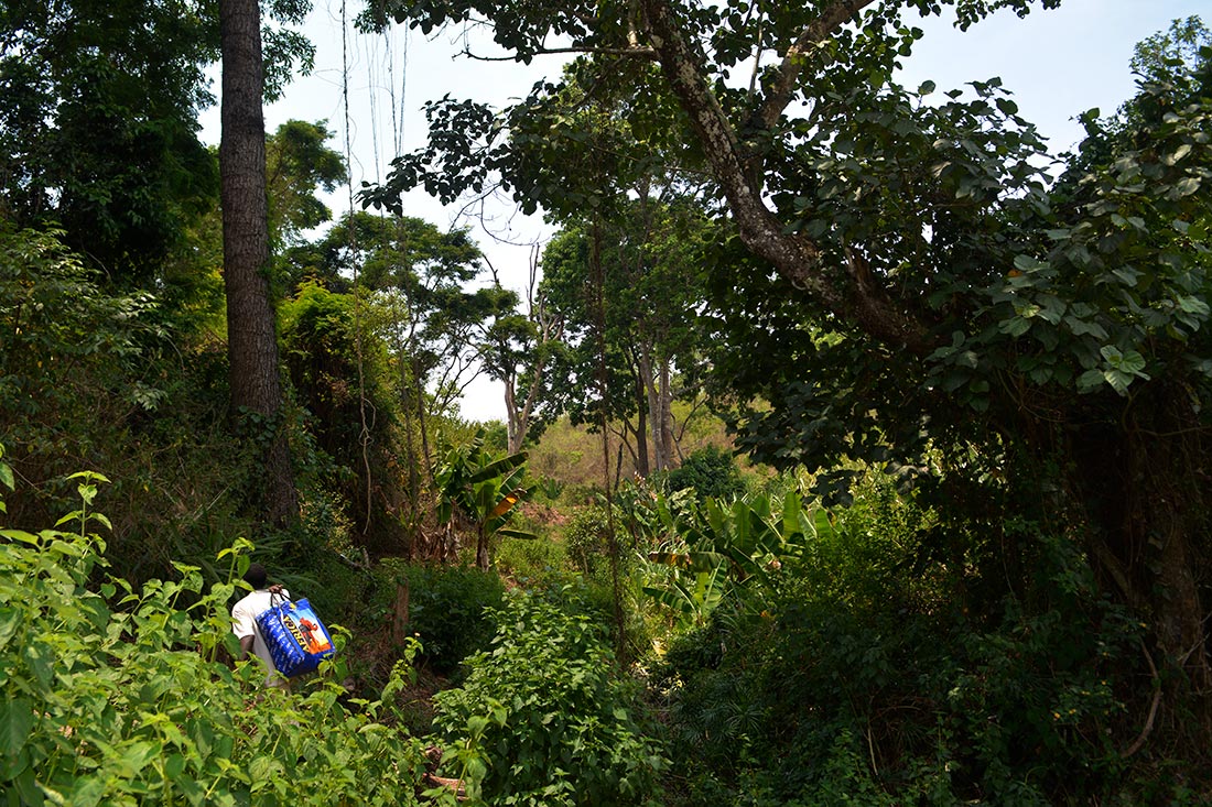 Disturbance inside the forest. 