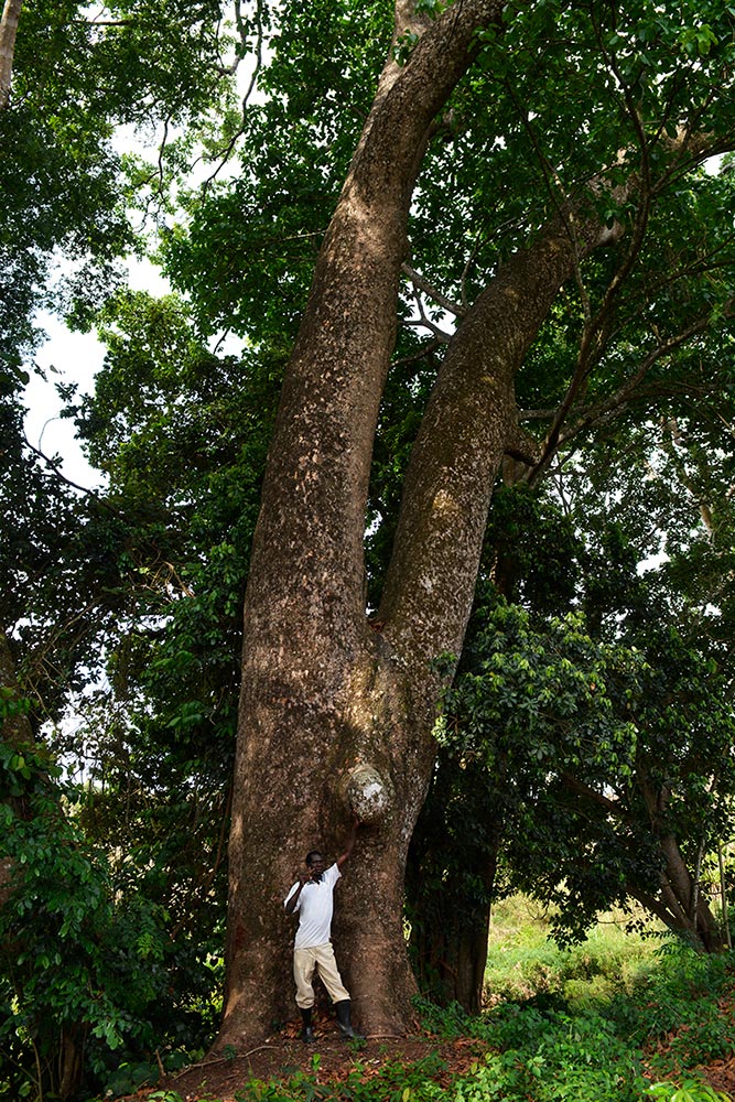 Paulo Tomussene from Trees4Moz with one of the last remaining giants in Nhamacoa Forest (Khaya nathotheca).