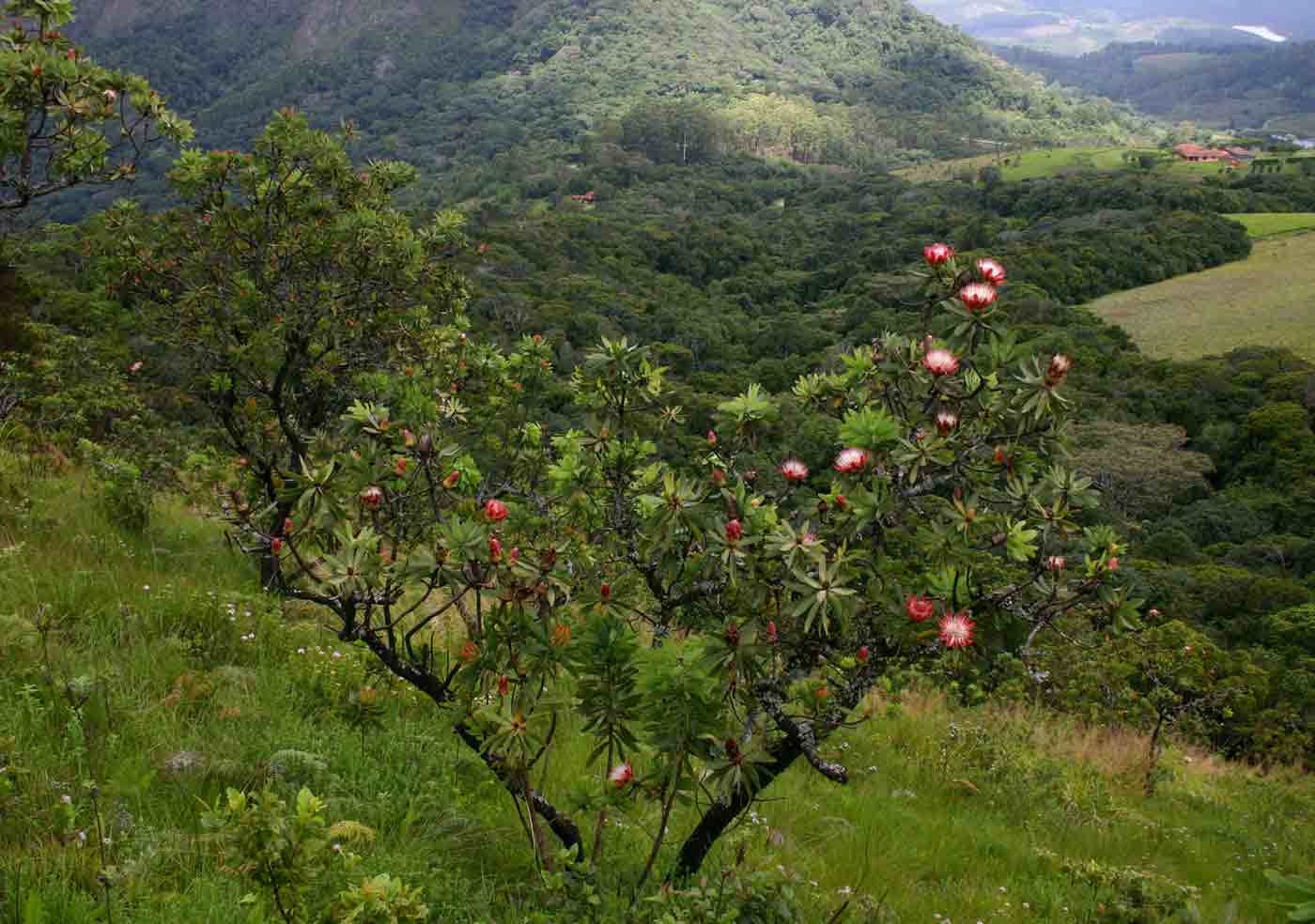 Protea caffra on the slopes above Cloudlands Forest, one of the few woody species in the grasslands