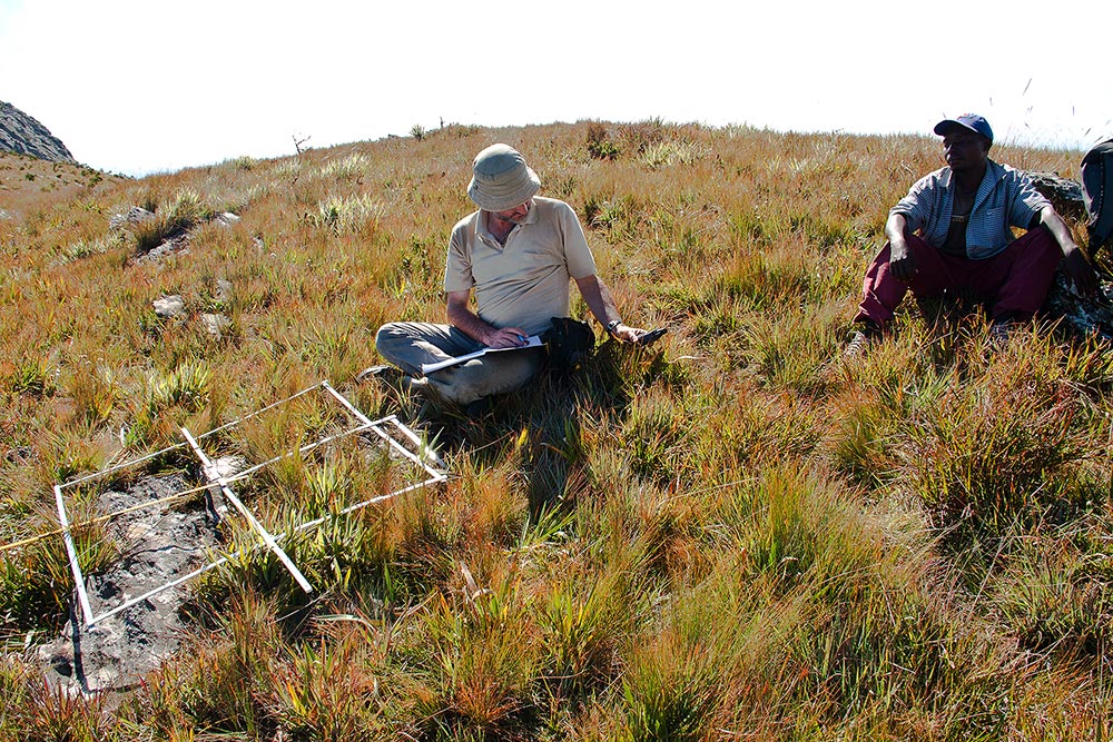 Plot sampling on Mt Pheza, Chimanimani Mts.