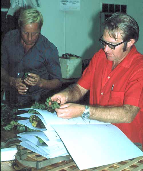 The photograph was taken in June 1972 at the UCR (now UZ) Sinamwenda Research Station on Lake Kariba during a field trip for 3rd Year Botany Students. It shows Dr Dave Mitchell, assisted by a "mature student", <a href="person-display.php?person_id=43">Tom Mueller</a>,
pressing the type specimens of a salvina that Dave later described as a new species, <a href="species.php?species_id=102890">Salvinia molesta</a>. The photograph was taken in June 1972 at the UCR (now UZ) Sinamwenda Research Station on Lake Kariba during a field trip for 3rd Year Botany Students. It shows Dr Dave Mitchell, assisted by a "mature student", <a href="person-display.php?person_id=43">Tom Mueller</a>,
pressing the type specimens of a salvina that Dave later described as a new species, <a href="species.php?species_id=102890">Salvinia molesta</a>.