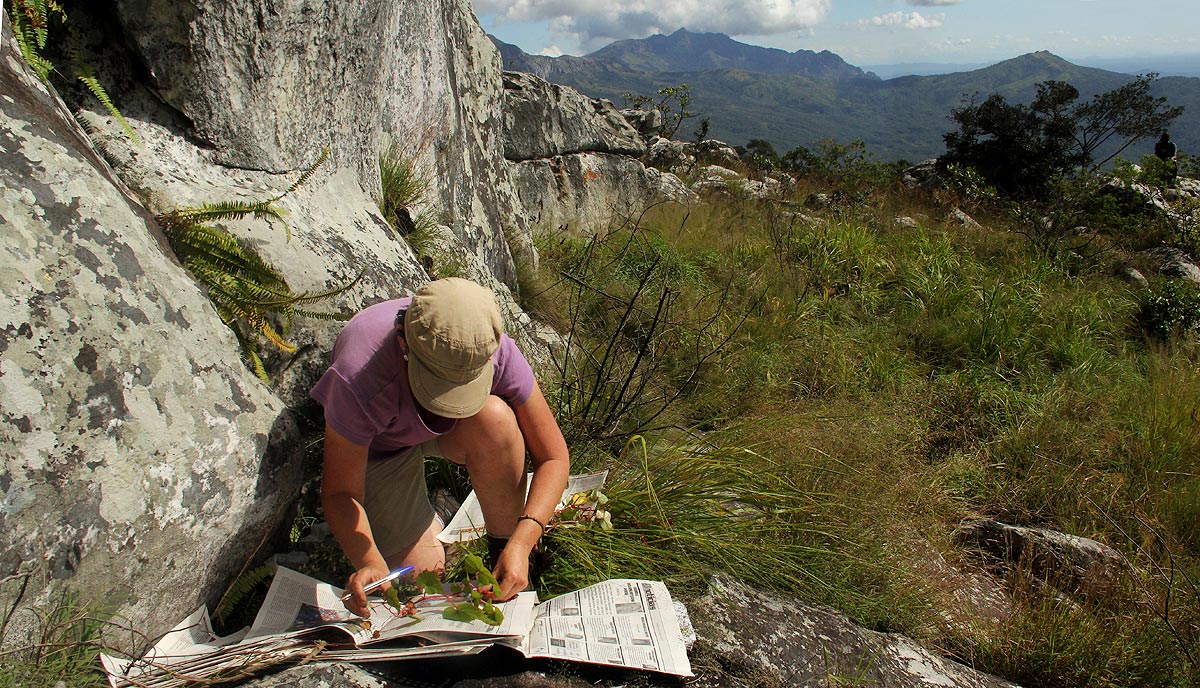 Petra collecting during the first Chimanimani Survey